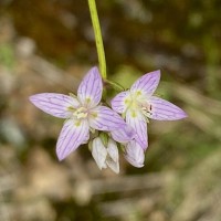 Swertia zeylanica (Griseb.) Walker ex C.B.Clarke